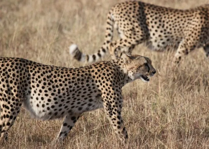 Kora National Park